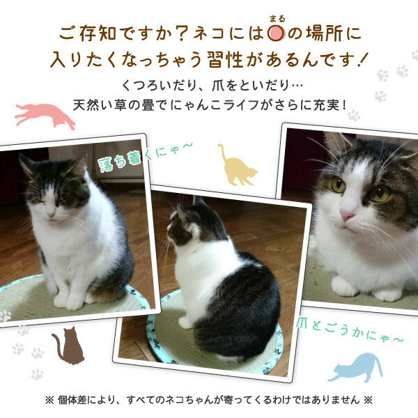 にゃんこが寄ってくる!?フシギな魅力 ねこちゃん畳2 約直径47×1.2cm い草 ネコ 猫用 クッション マット 猫転送装置 抗菌 防臭 井草 イグサ いぐさ 猫用畳 猫ちゃん畳 猫用マット 天然い草 ペット グッズ 年中 萩原 春夏秋冬 涼しい ひんやり