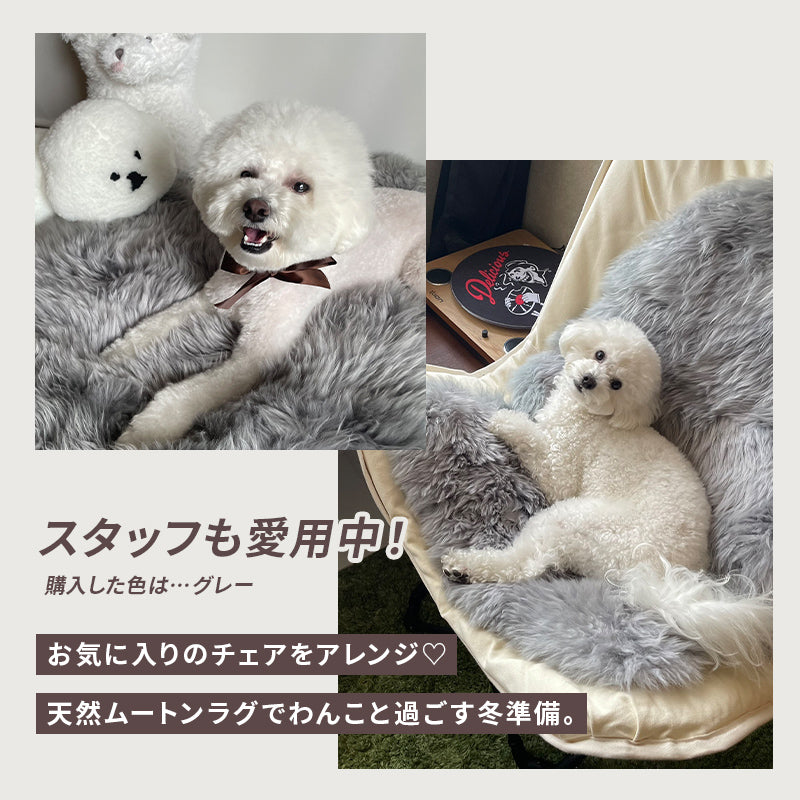 [60×90] ニュージーランド産天然ムートンの1匹ラグ